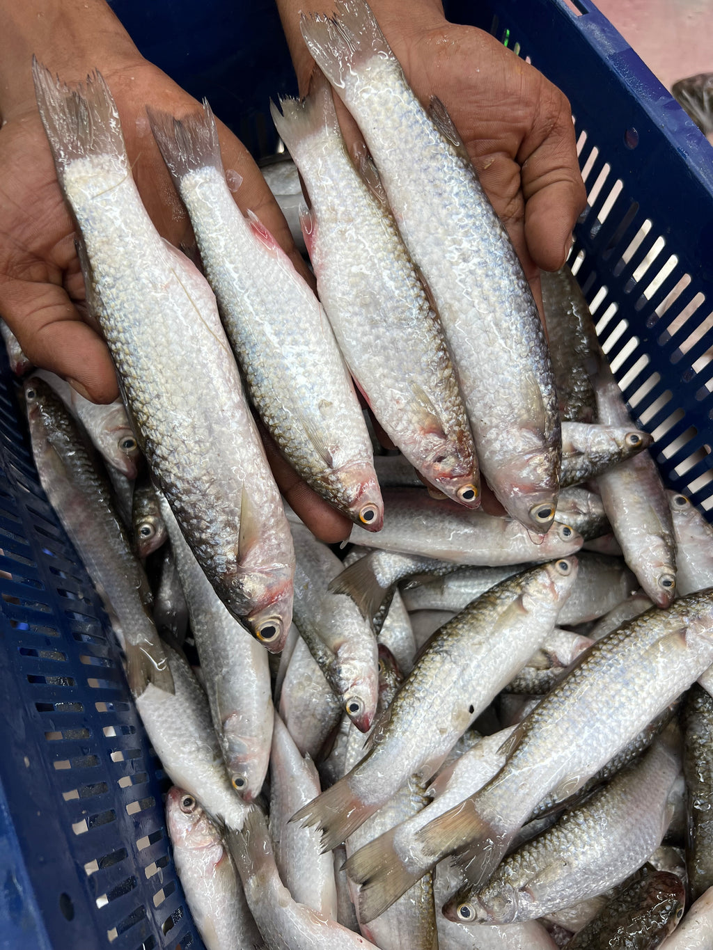 খুলনার পারশে মাছ