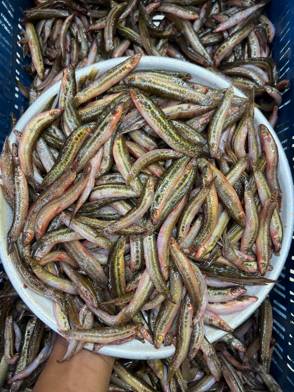 নদীর গুতুম মাছ