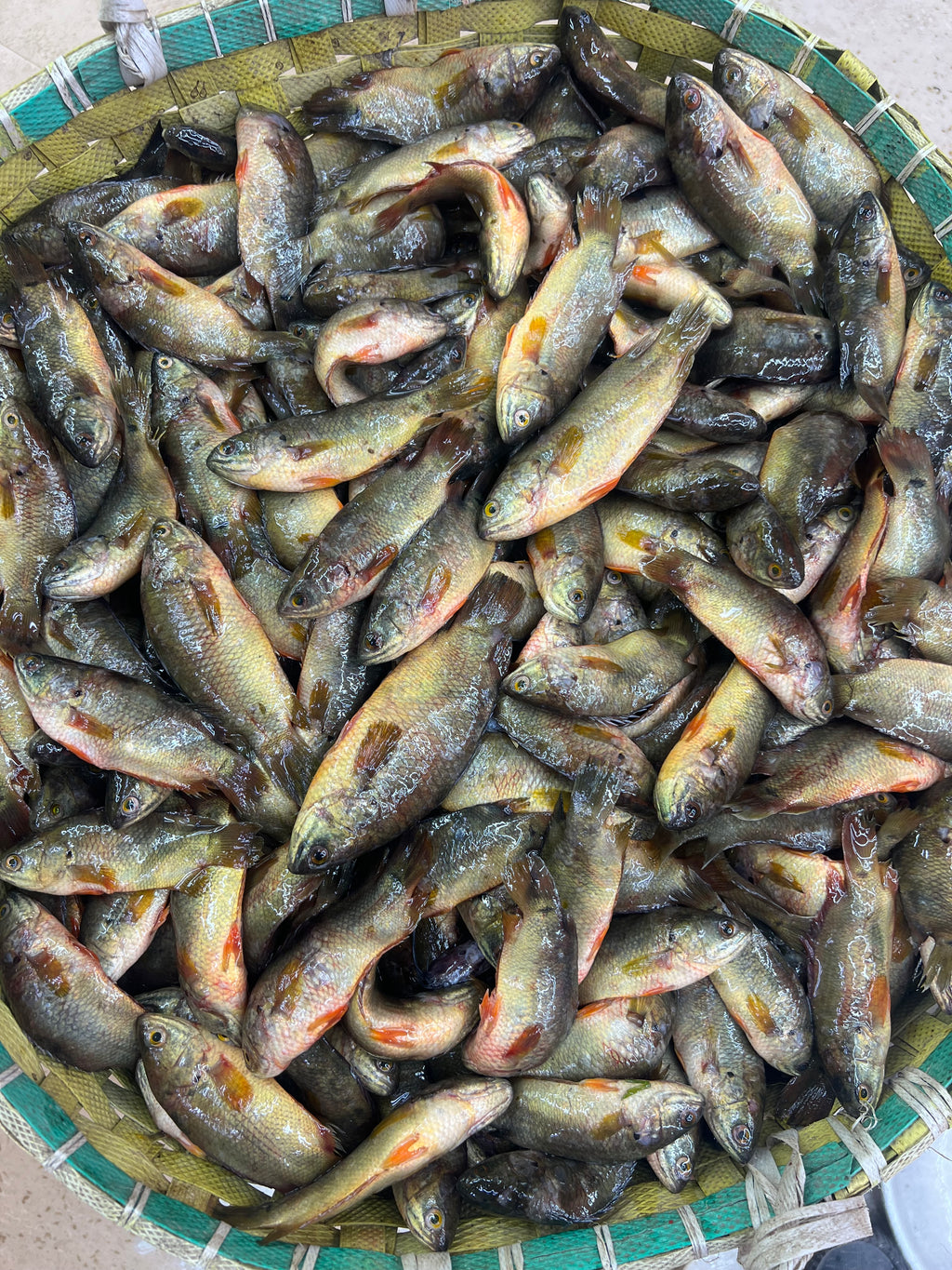 দেশি কই ছোট সাইজ (বরশিতে ধরা)