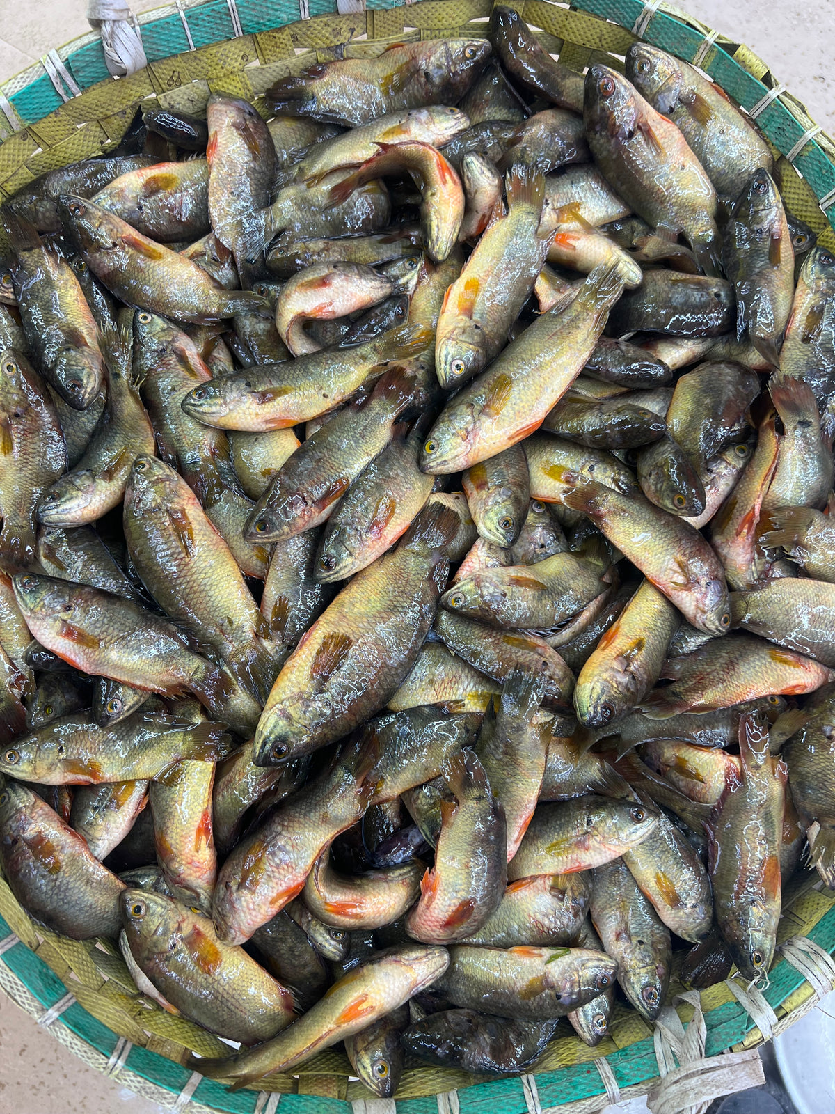 দেশি কই ছোট সাইজ (বরশিতে ধরা)
