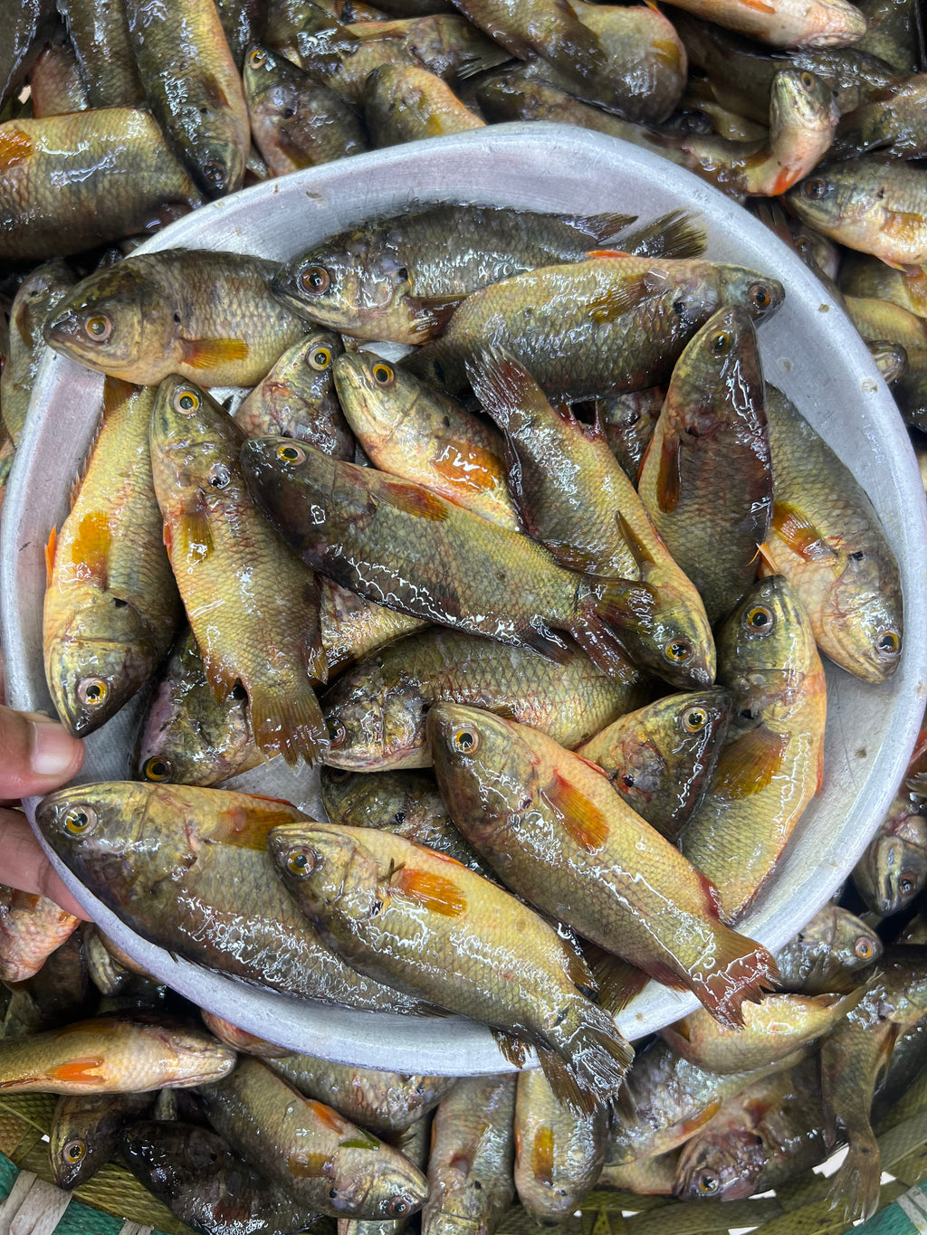 দেশি কই ছোট সাইজ (বরশিতে ধরা)