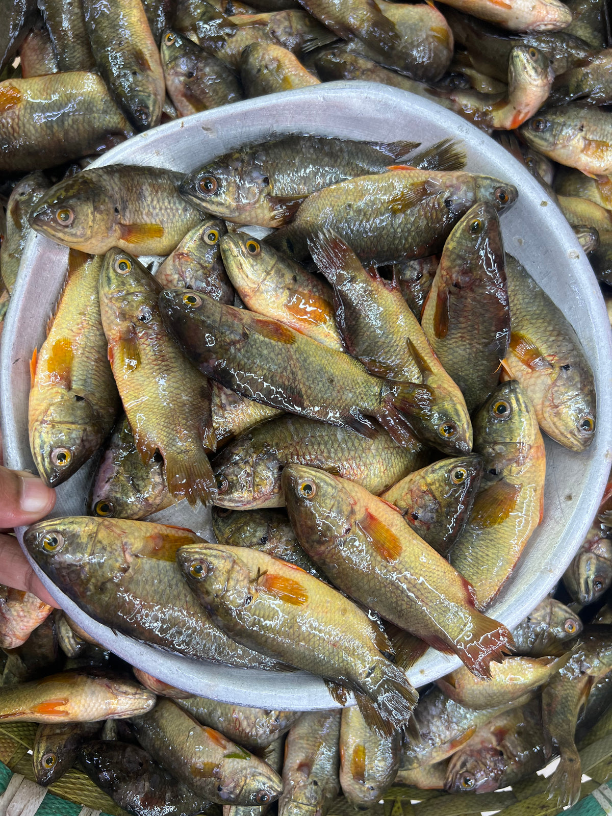 দেশি কই ছোট সাইজ (বরশিতে ধরা)