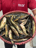 দেশি টাকি মাছ