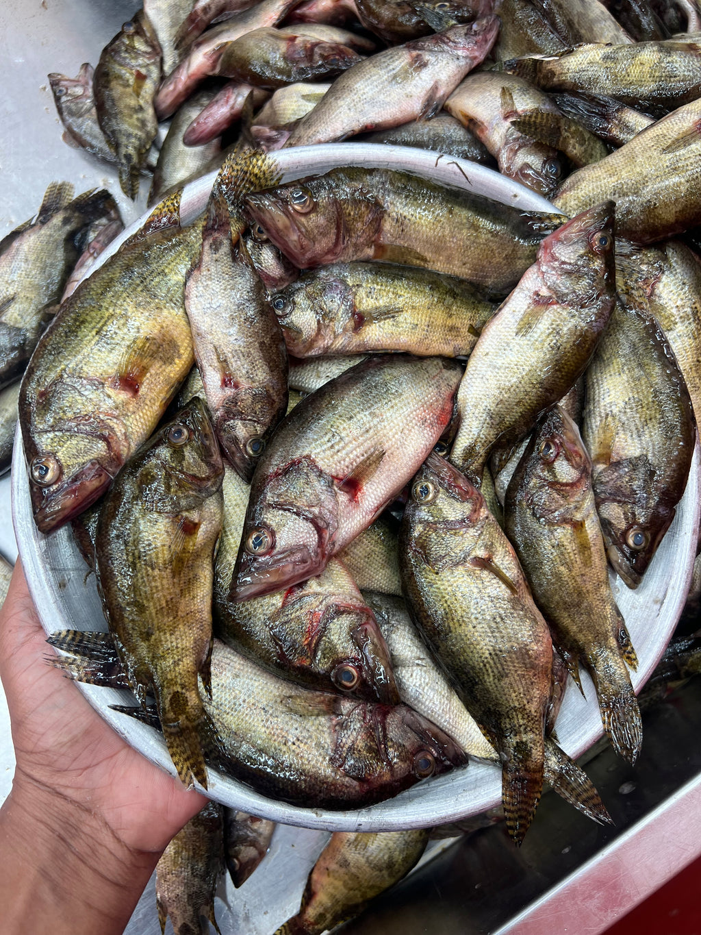 নদীর মেনি মাছ ছোট সাইজ