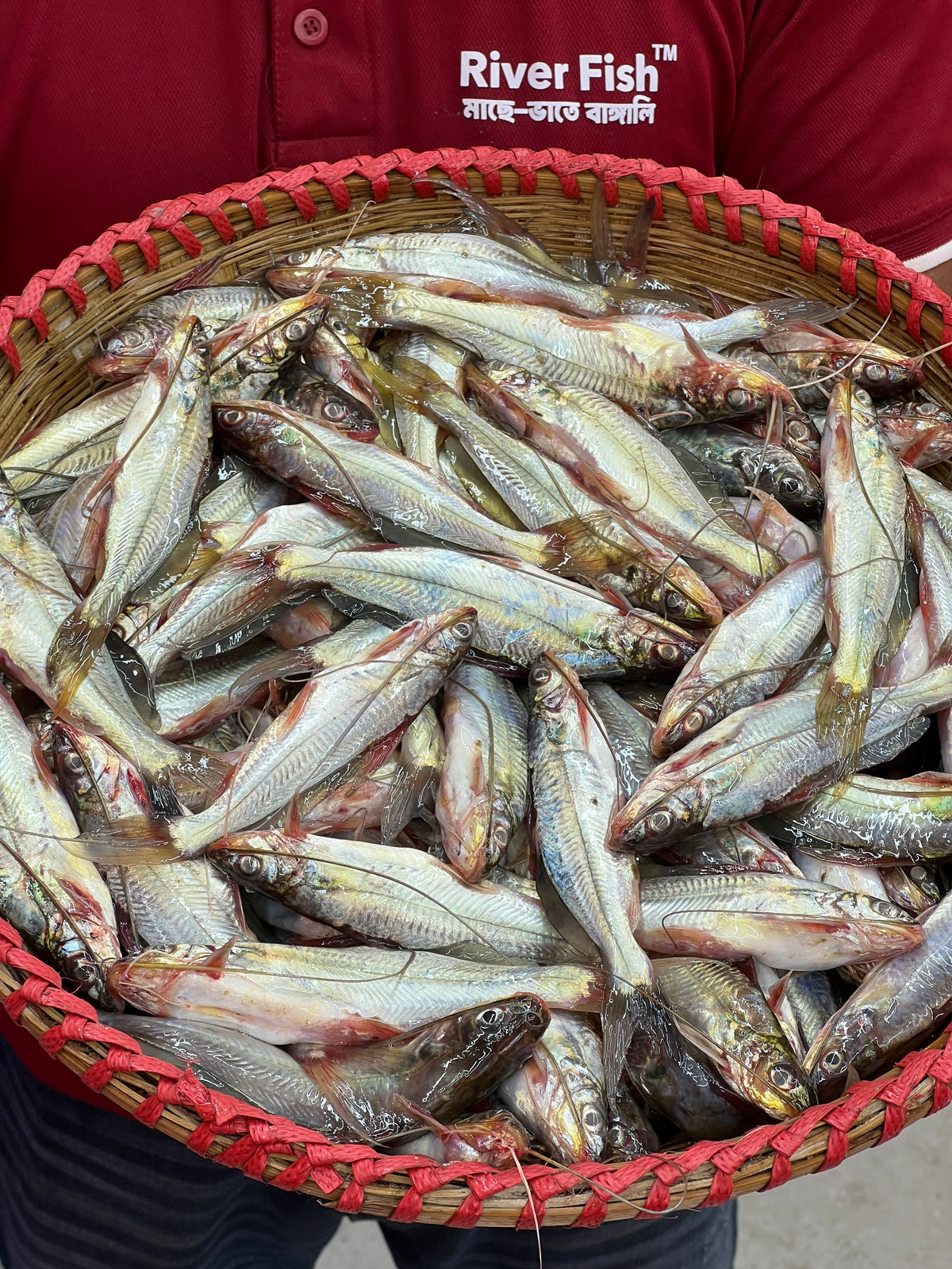 নদীর গুলশা রেগুলার সাইজ