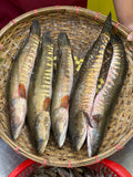 দেশি শোল ৭০০ গ্রাম প্লাস সাইজ