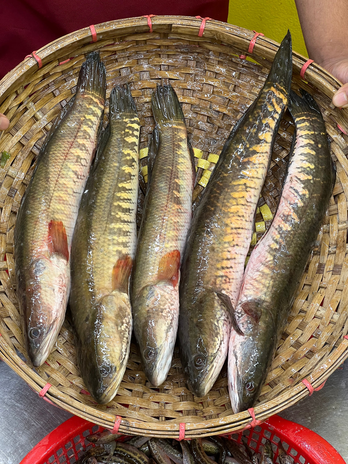 দেশি শোল ৭০০ গ্রাম প্লাস সাইজ