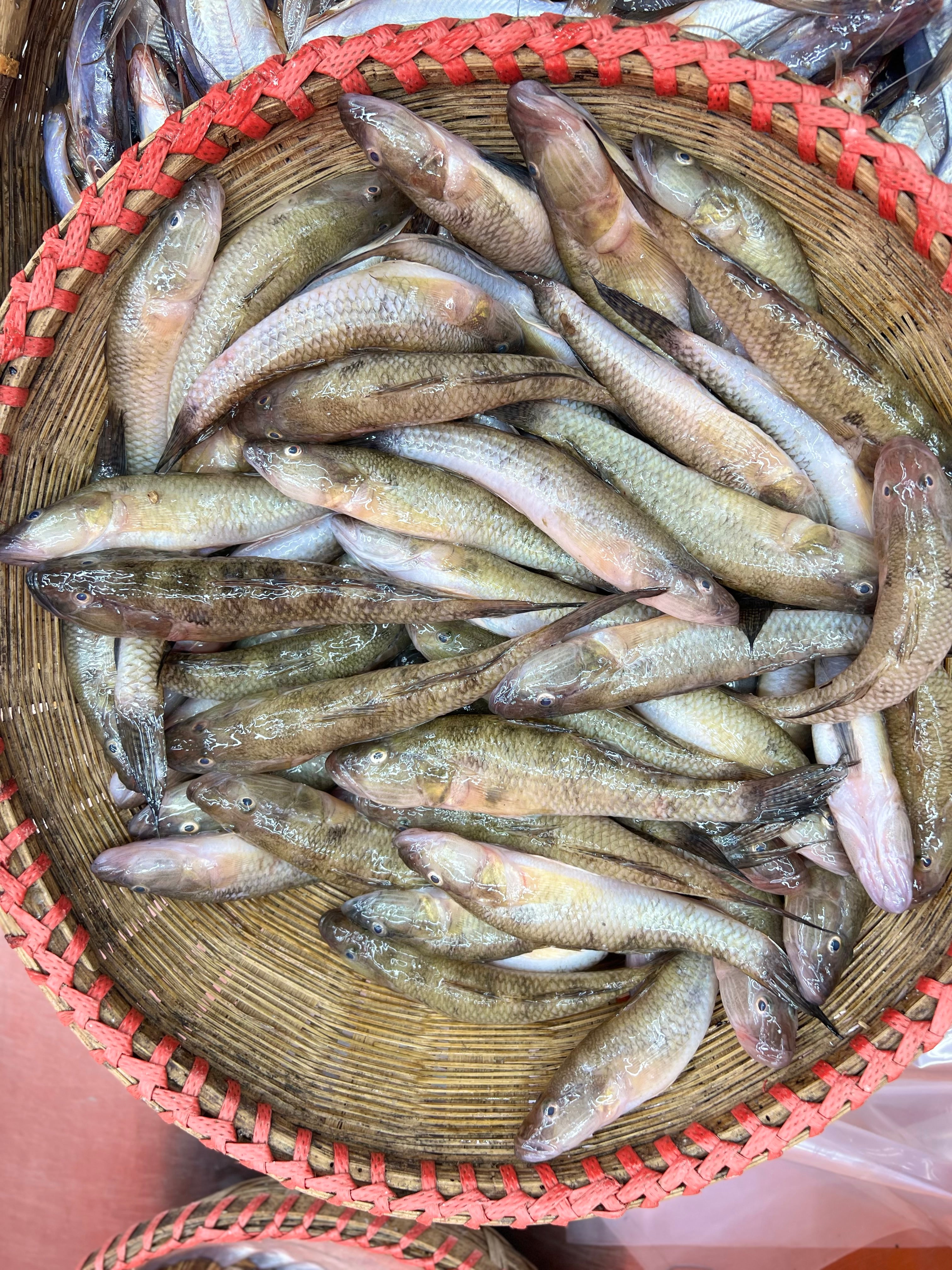 নদীর বেলে রেগুলার সাইজ