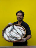 চাঁদপুরের লোকাল ইলিশ ৩/৪ পিসে কেজি সাইজ