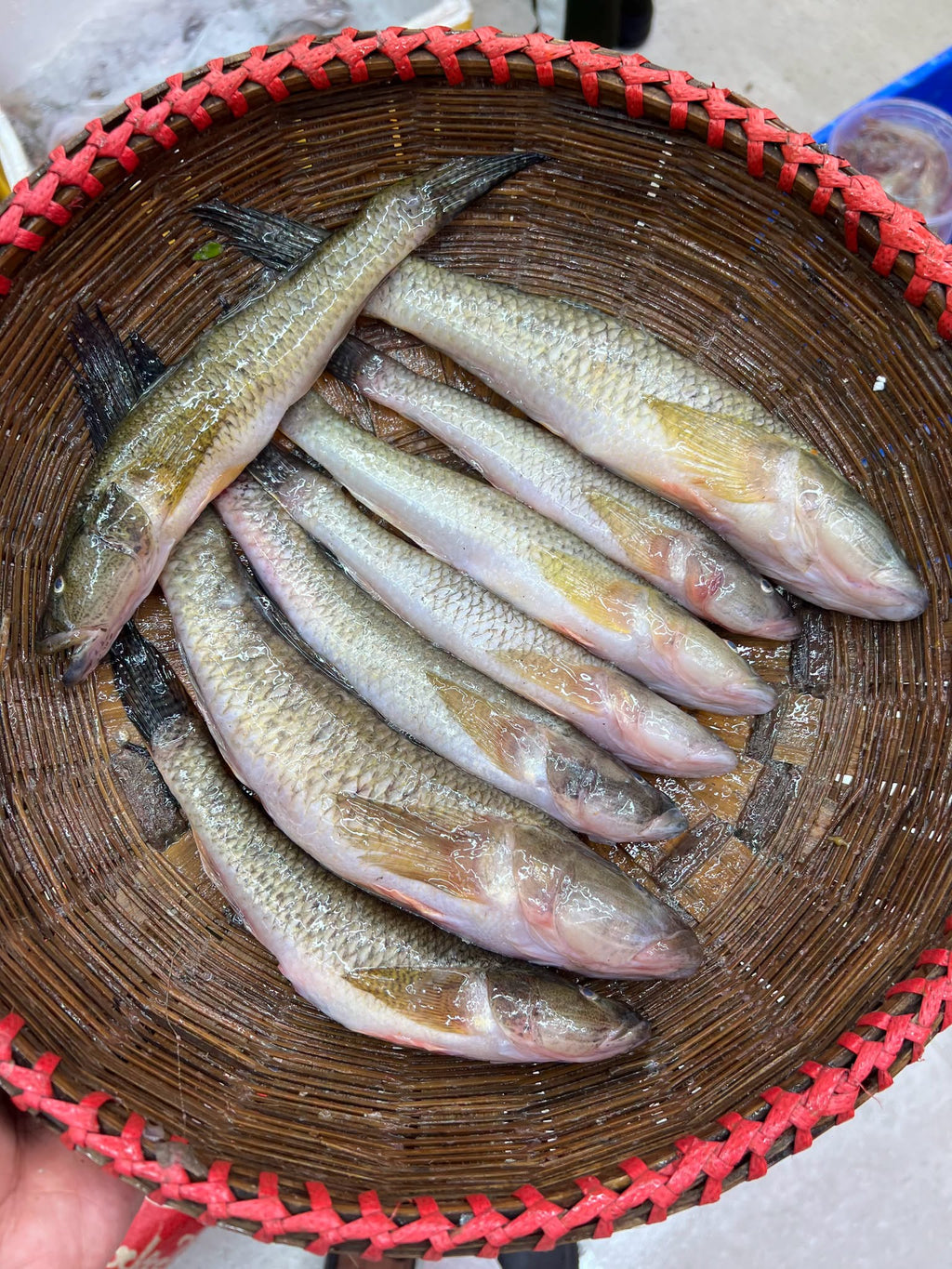 নদীর বেলে বড় সাইজ ৬/১০ পিসে কেজি