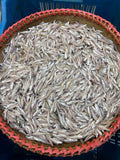নদীর কাচকি