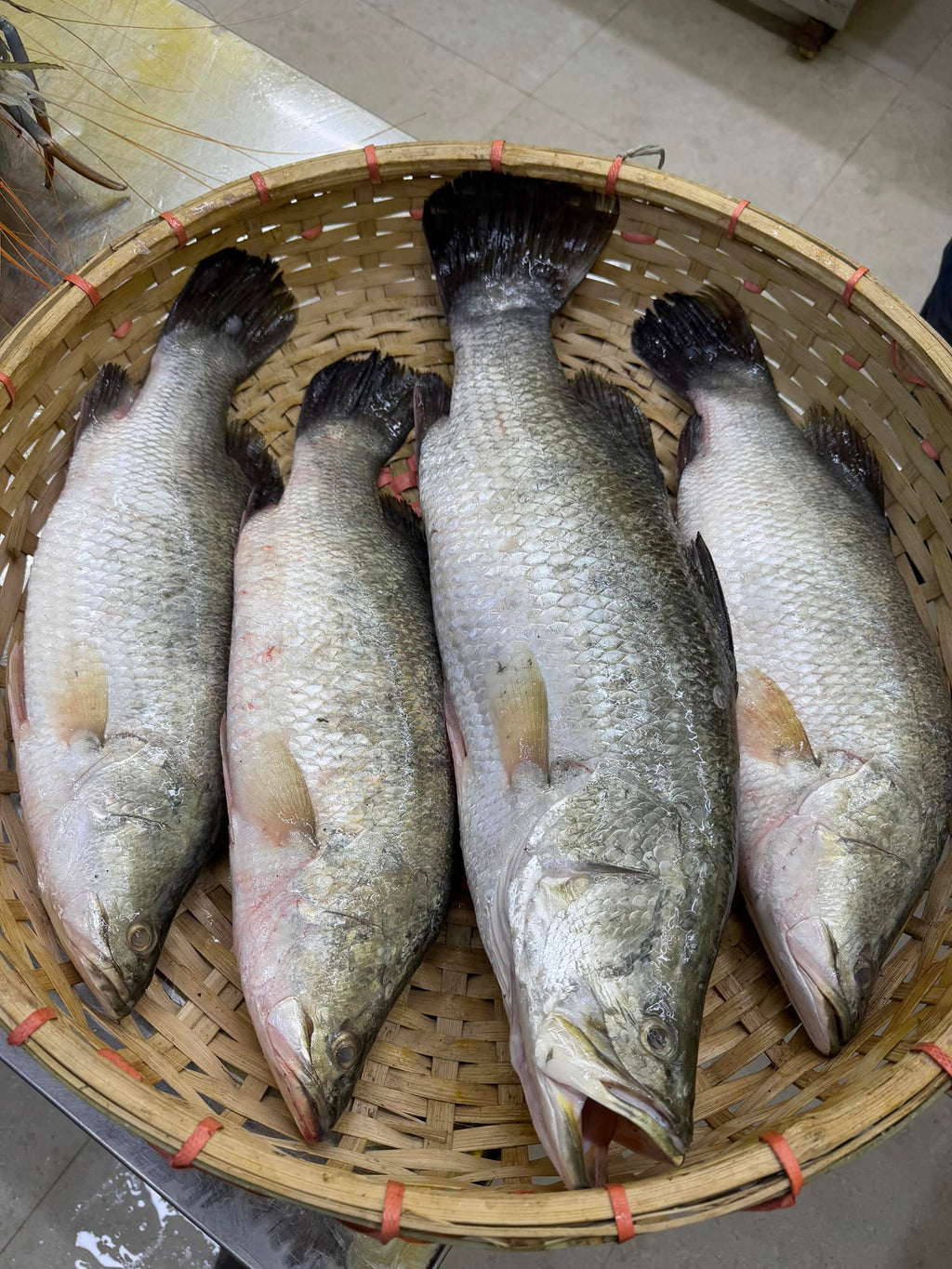 মোংলার ভেটকি কোরাল দেড় থেকে ২ কেজি সাইজ পারকেজি 1020/-