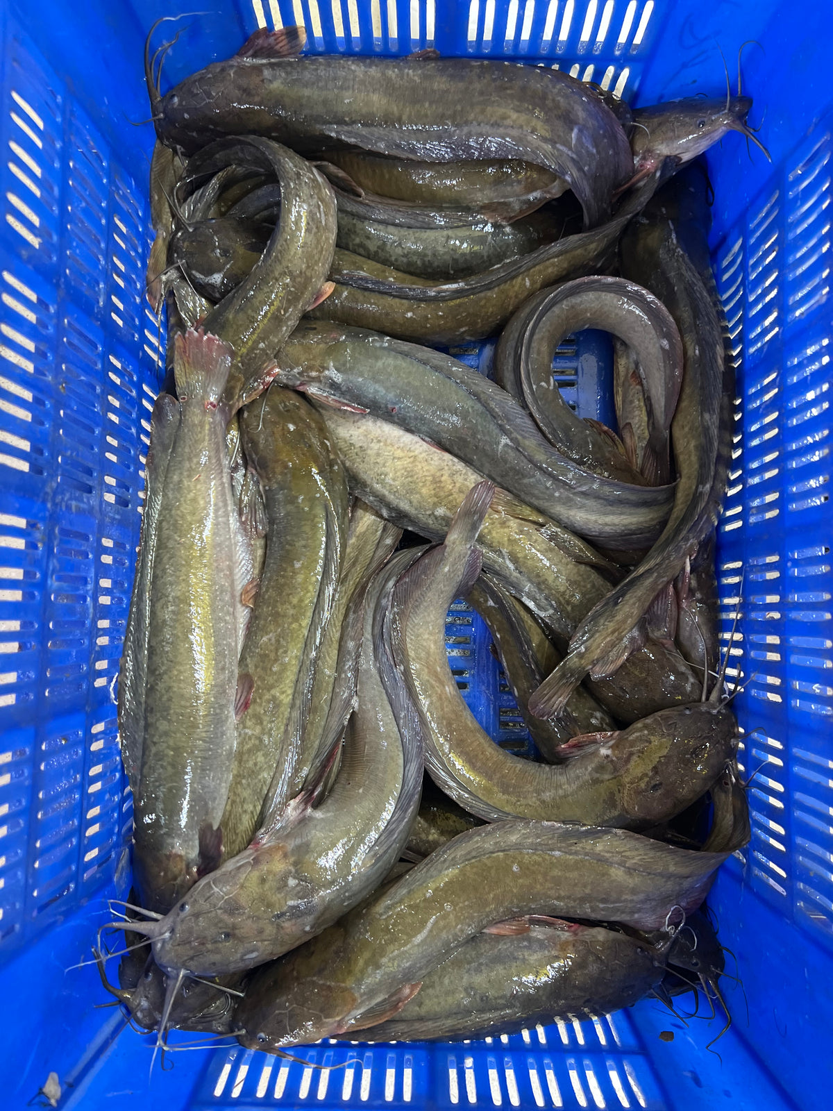 বিলের দেশি মাগুর - River Fish