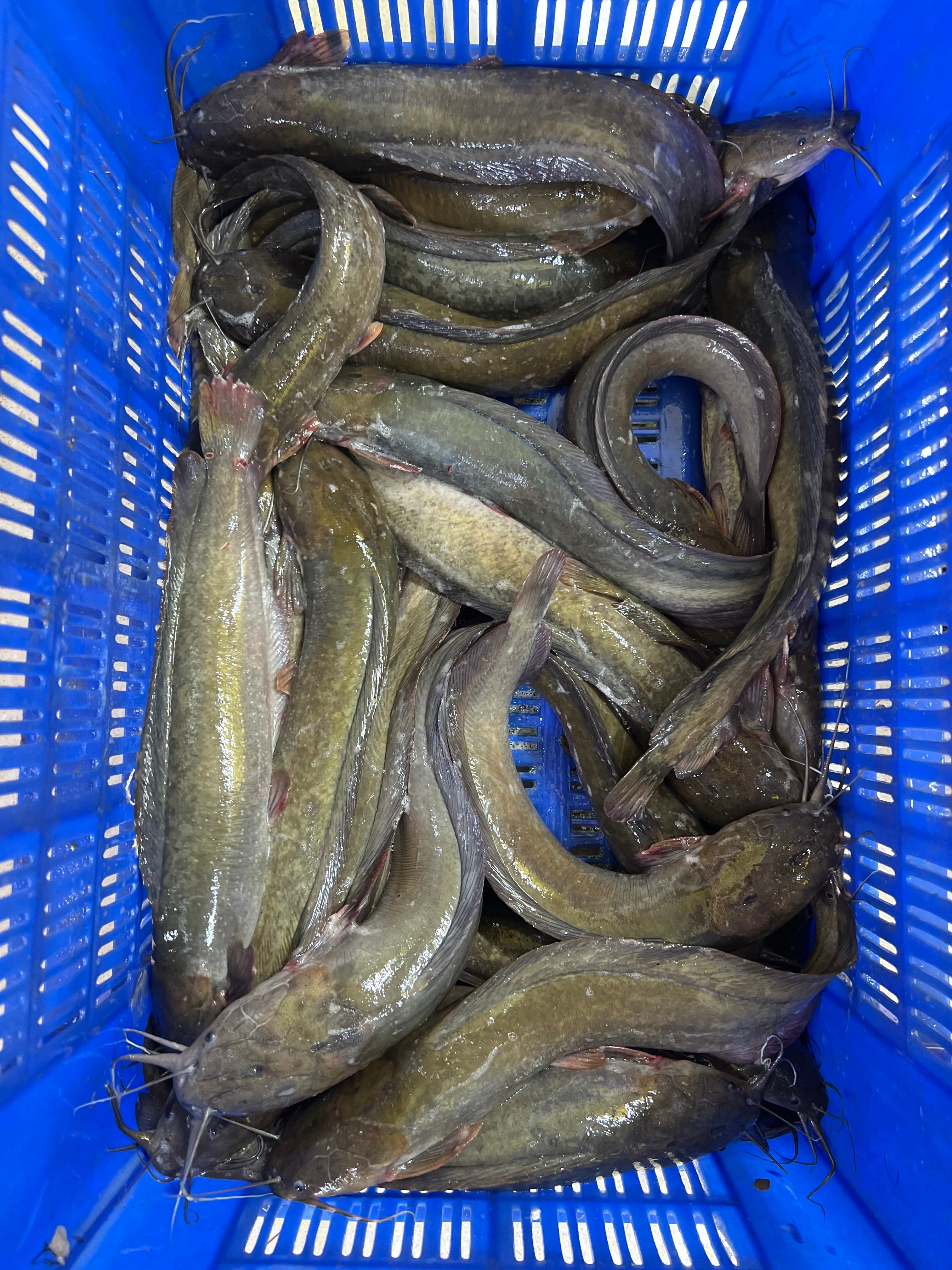 দেশি মাগুর (১০ থেকে ১২ পিসে কেজি সাইজ)