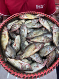 নদীর মেনি মাছ ছোট সাইজ