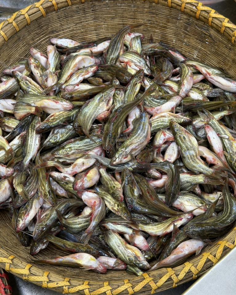 নদীর মধু টেংরা