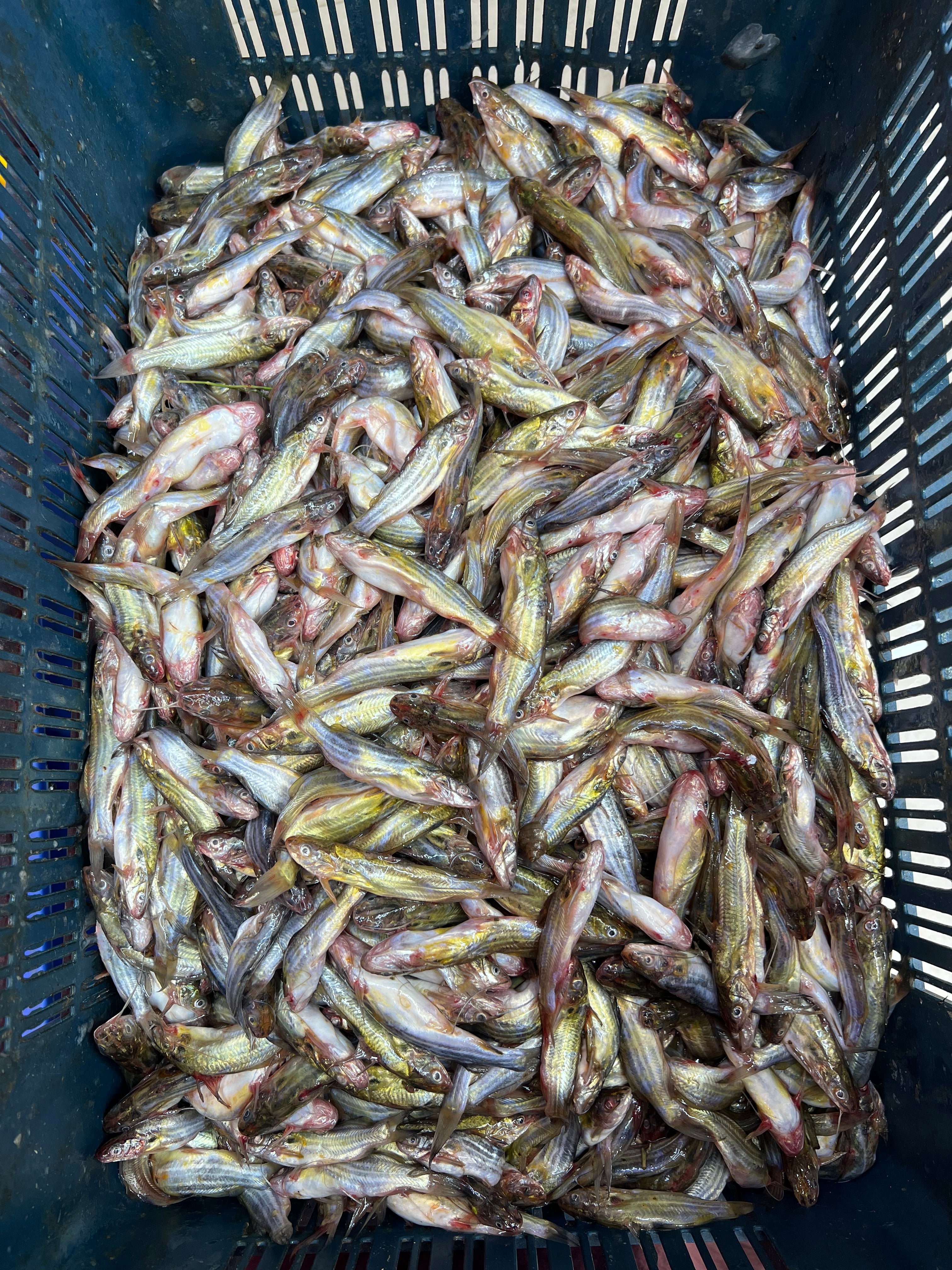 নদীর মধু টেংরা