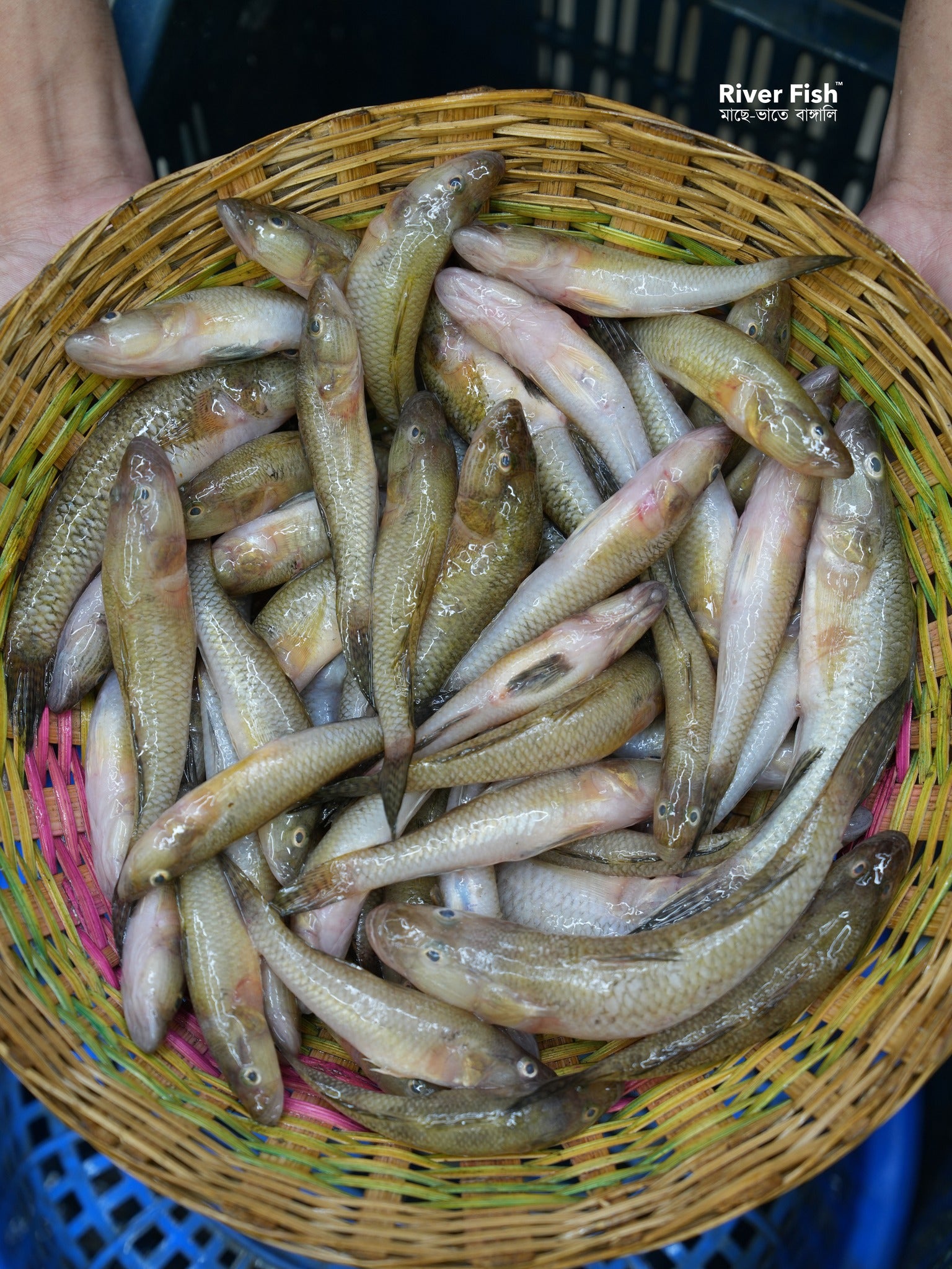 নদীর বেলে ছোট সাইজ