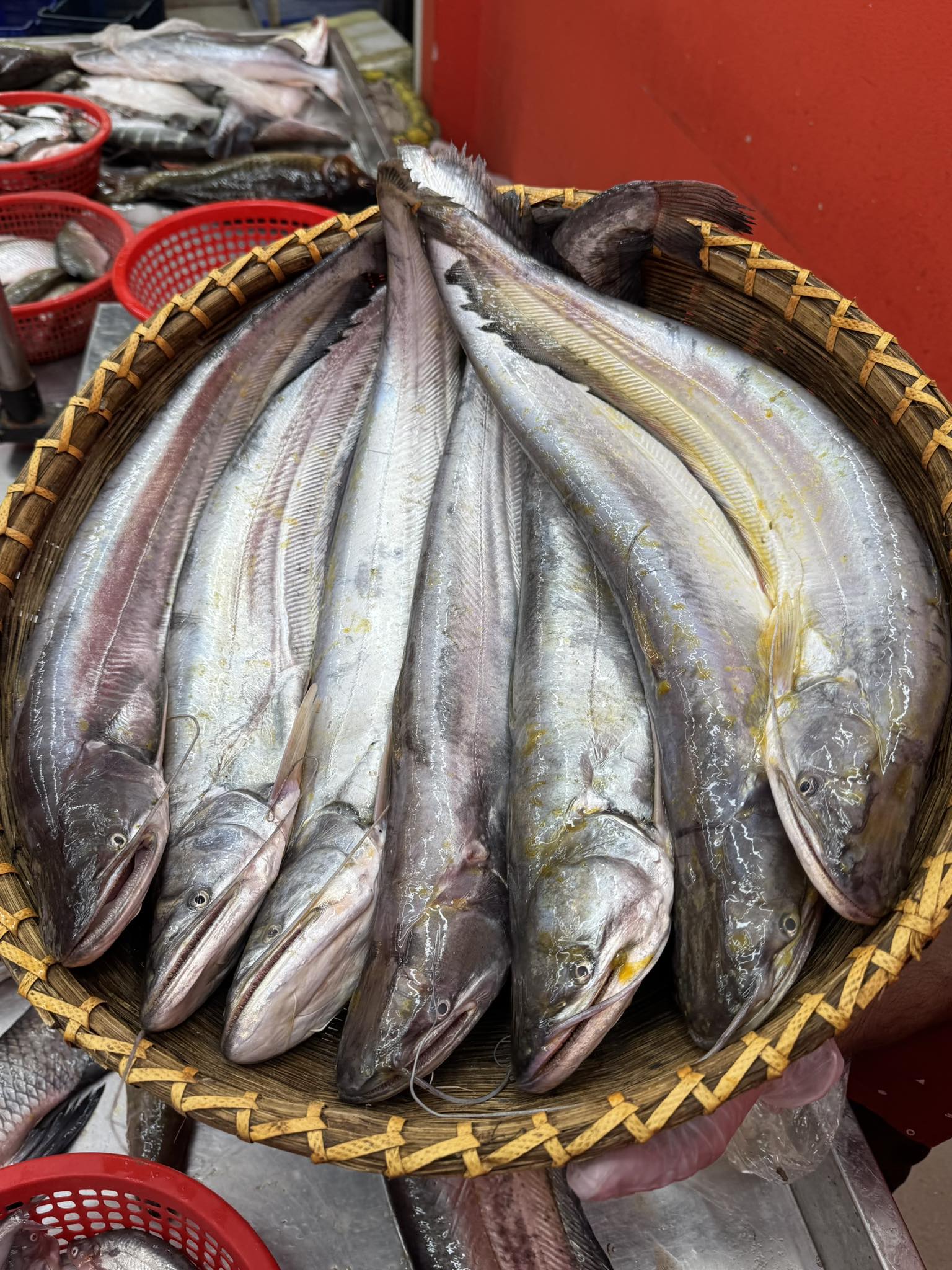 কিশোরগঞ্জের ধনু নদীর বোয়াল- ১ কেজি প্লাস সাইজ