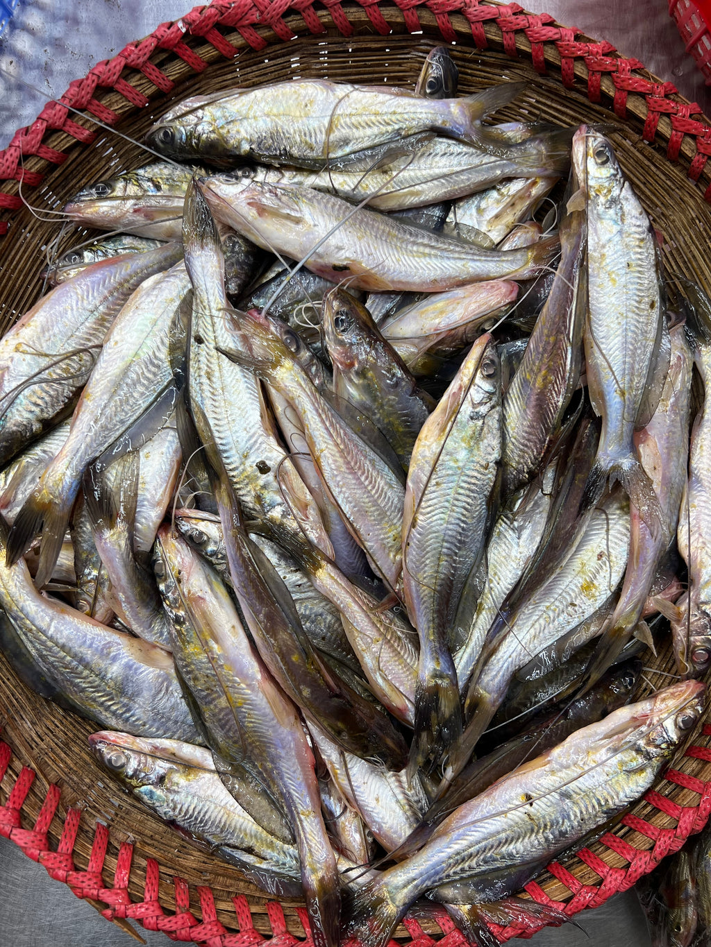 নদীর গুলশা রেগুলার সাইজ