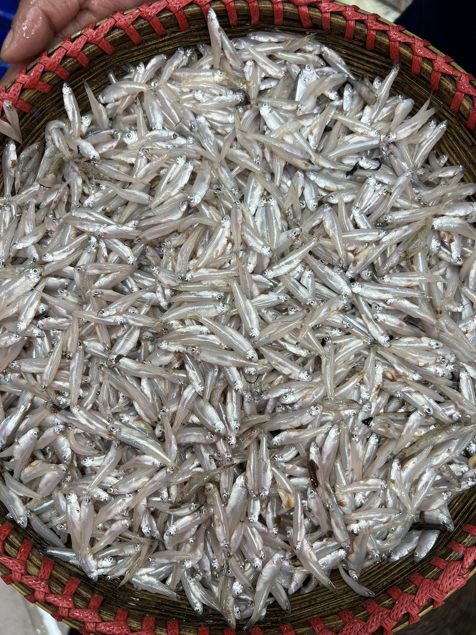 নদীর কাচকি