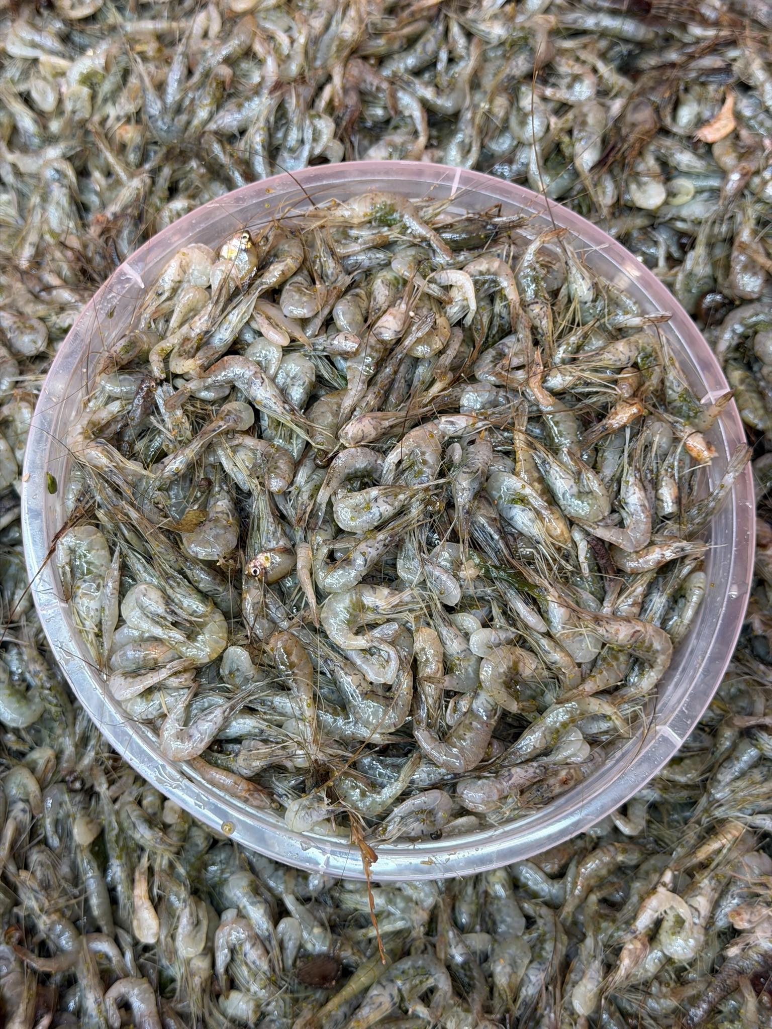নদীর কালচে চিংড়ি/ সবজি চিংড়ি মিক্সড সাইজ