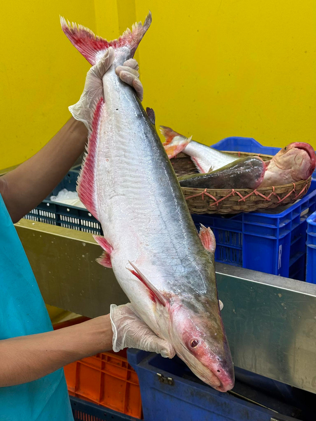 চাঁদপুরের নদীর পাংগাশ- ৮ কেজি প্লাস থেকে থেকে ১১ কেজি সাইজ পারকেজি 1300/-