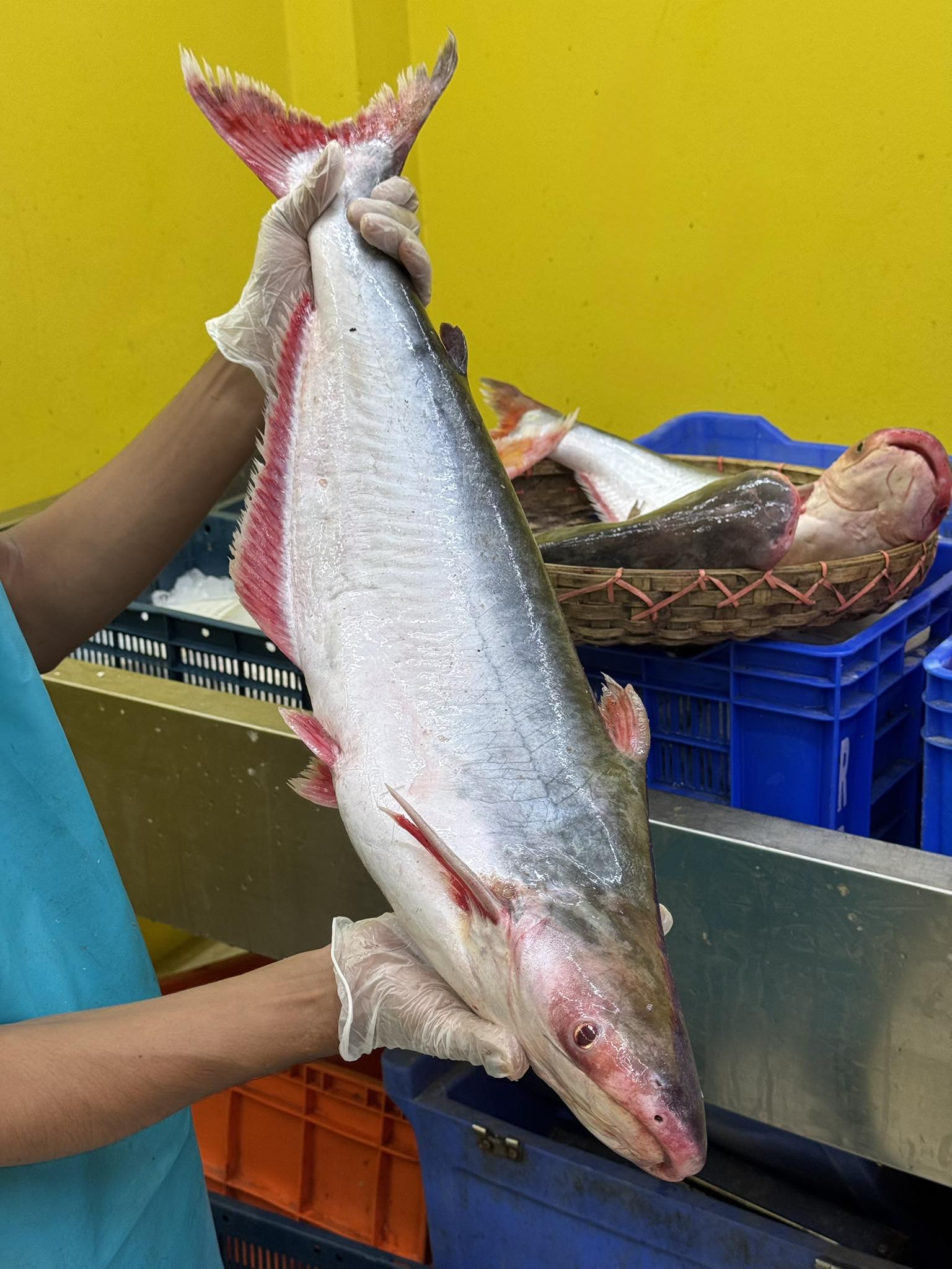 চাঁদপুরের নদীর পাংগাশ- ৮ কেজি প্লাস থেকে থেকে ১১ কেজি সাইজ পারকেজি 1300/-