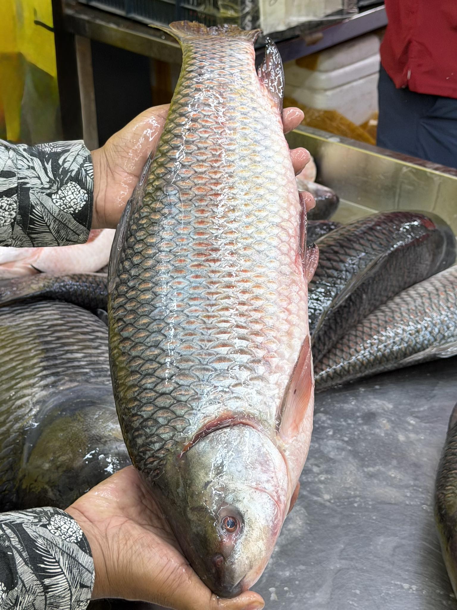 নদীর রুই- তিন থেকে সারে ৩ কেজি সাইজ পারকেজি- ৫৯০/-