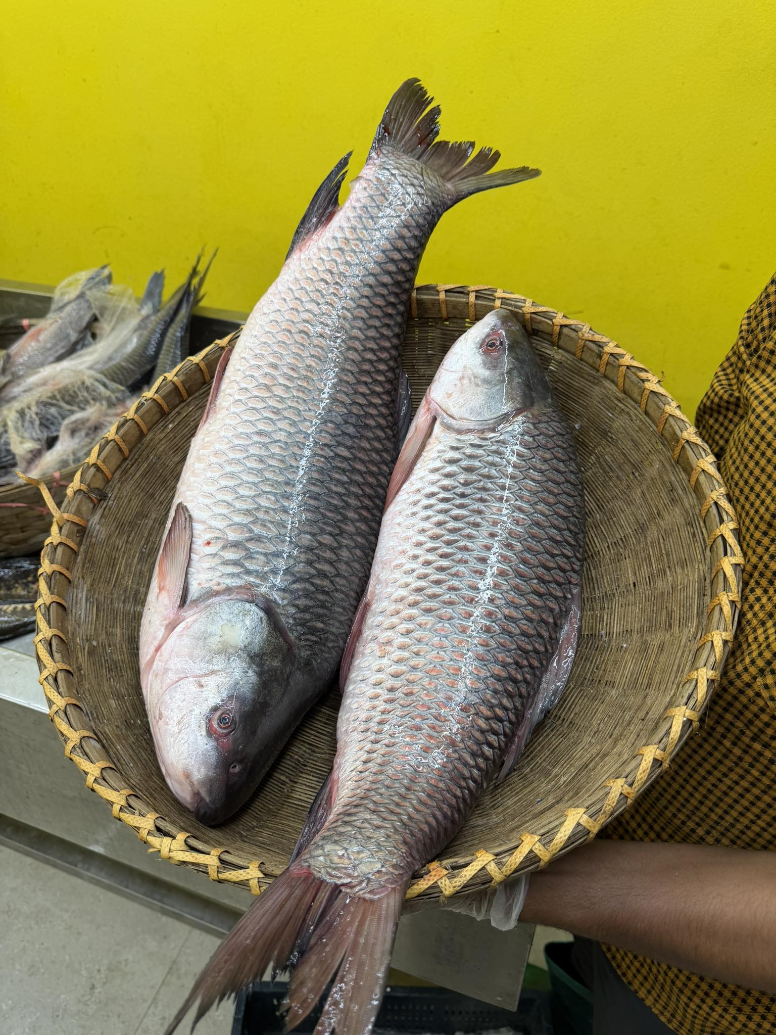 নদীর রুই মাছ আড়াই কেজি সাইজ পার কেজি 560/-