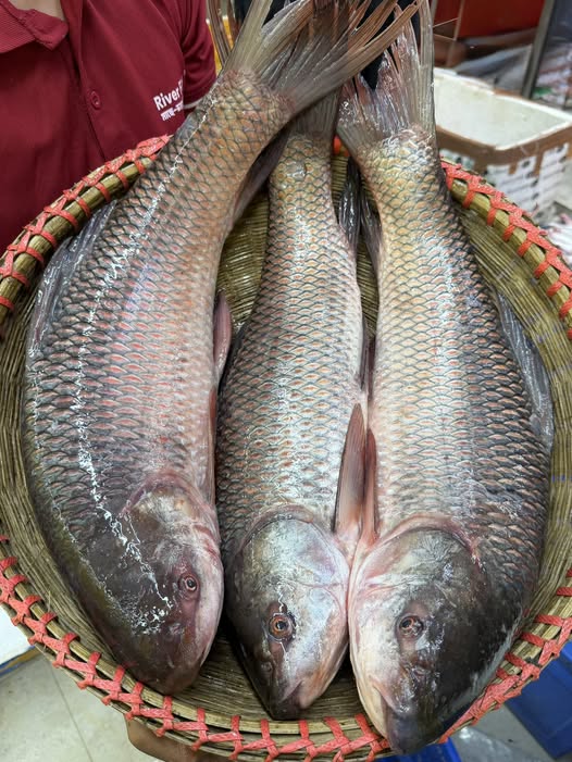 নদীর রুই ৪ কেজি প্লাস থেকে সারে ৪ কেজি সাইজ পারকেজি- 750/-