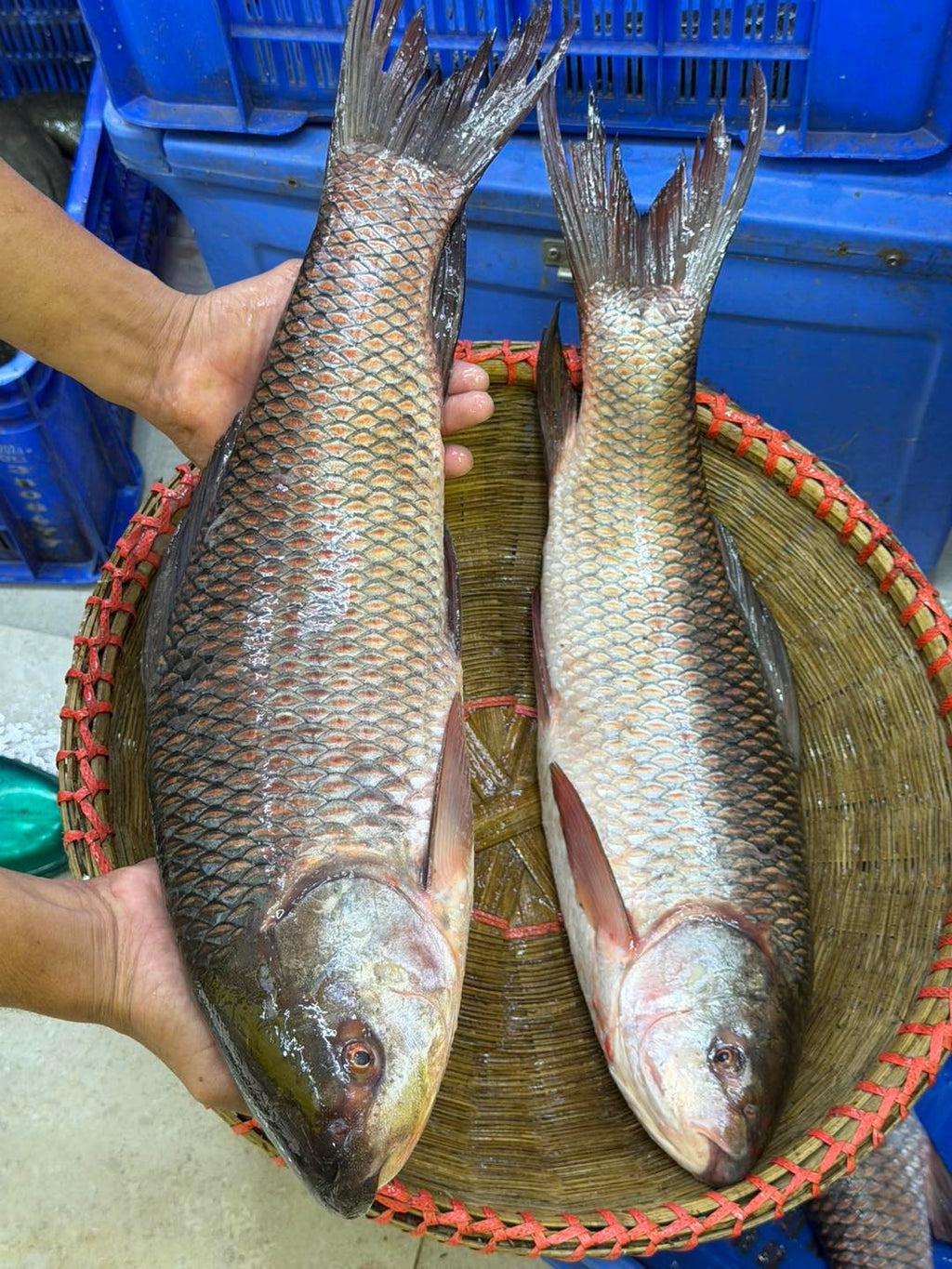 নদীর রুই ৫ কেজি প্লাস থেকে সারে ৫ কেজি সাইজ পারকেজি- 830/-