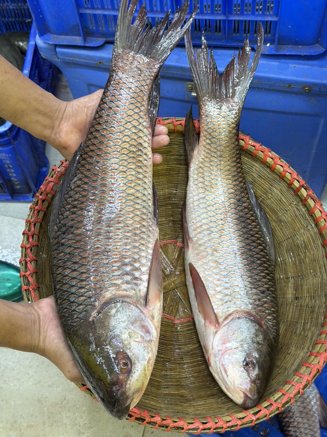 নদীর রুই ৪ কেজি প্লাস থেকে সারে ৪ কেজি সাইজ পারকেজি- 750/-