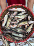 সাতক্ষীরার টেংরা মিডিয়াম সাইজ হাফ কেজি