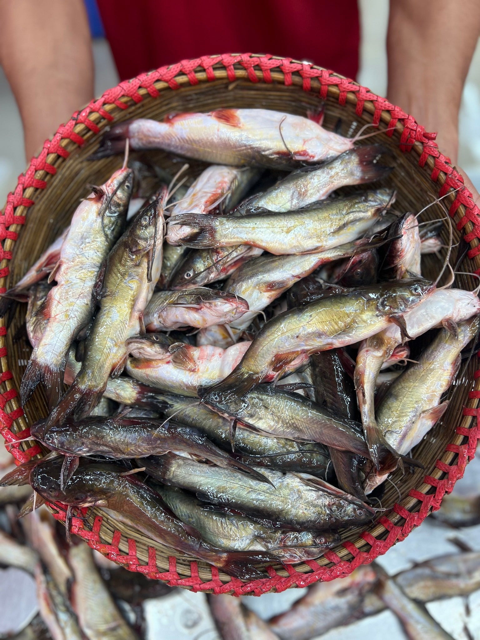সাতক্ষীরার টেংরা মিডিয়াম সাইজ হাফ কেজি