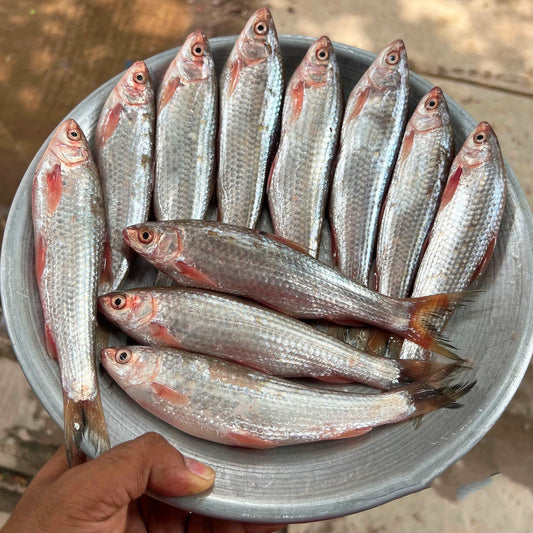 নদীর টাটকিনি / লাচো মাছ হাফ কেজি