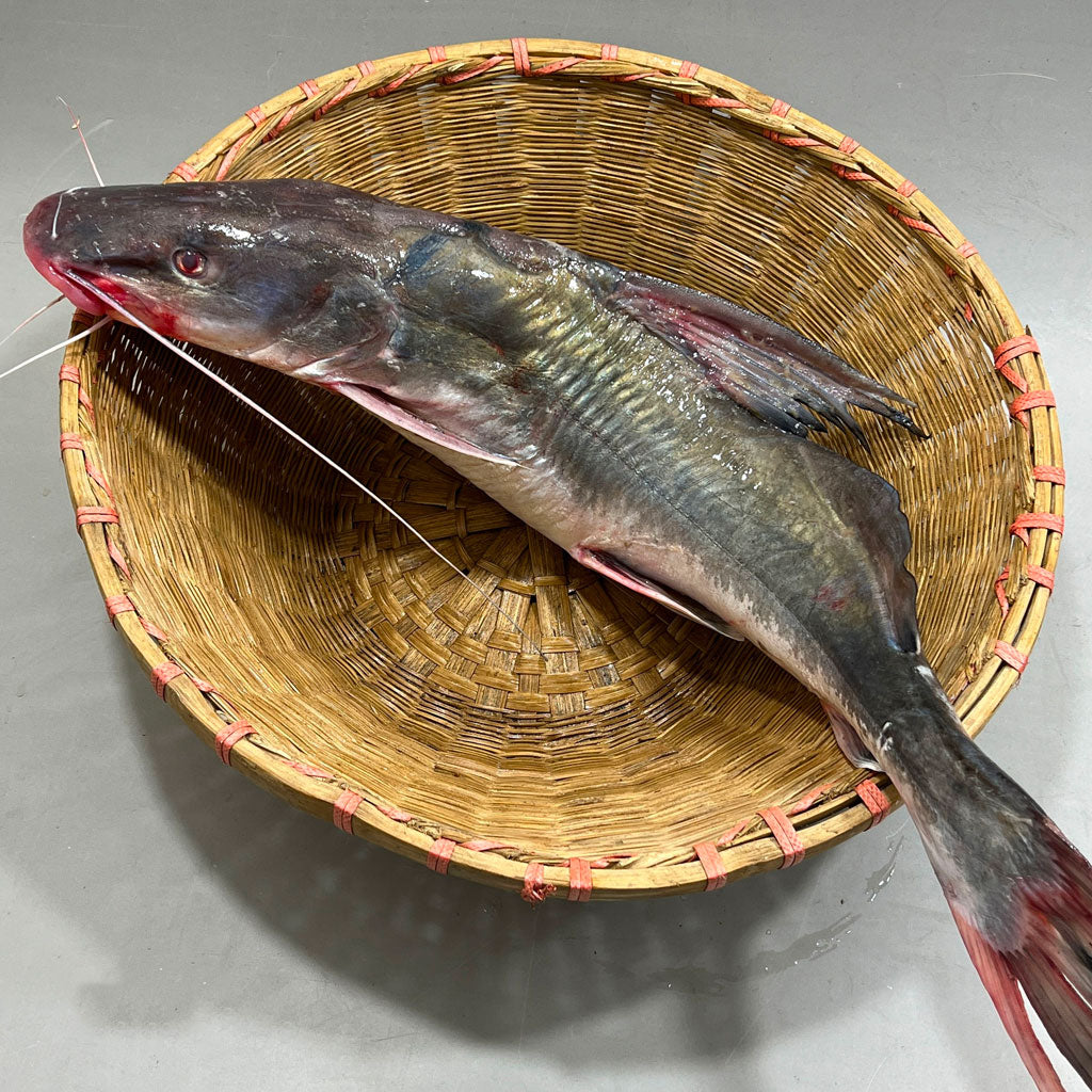 নদীর আইড় মাছ ৩ কেজি সাইজ