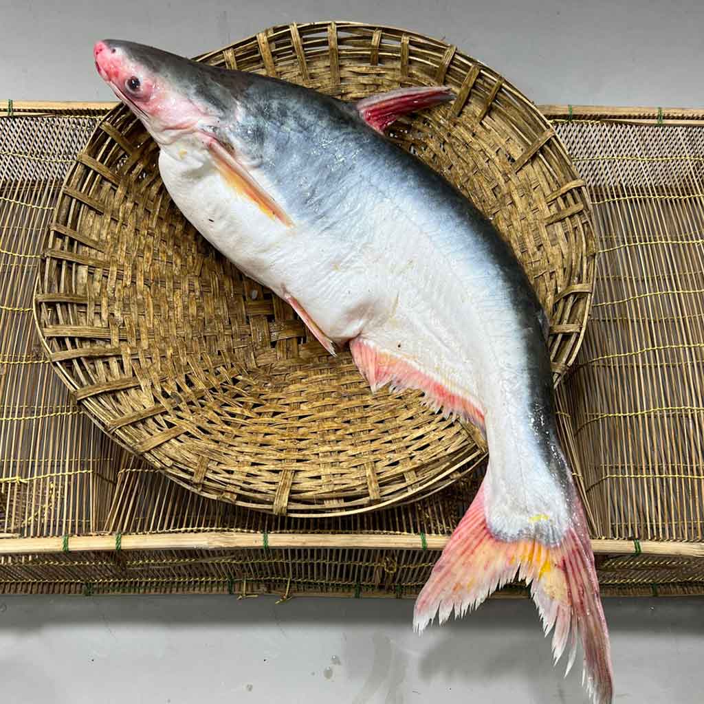 চাঁদপুরের নদীর পাংগাশ- ৮ কেজি প্লাস থেকে থেকে ১১ কেজি সাইজ পারকেজি 1300/-