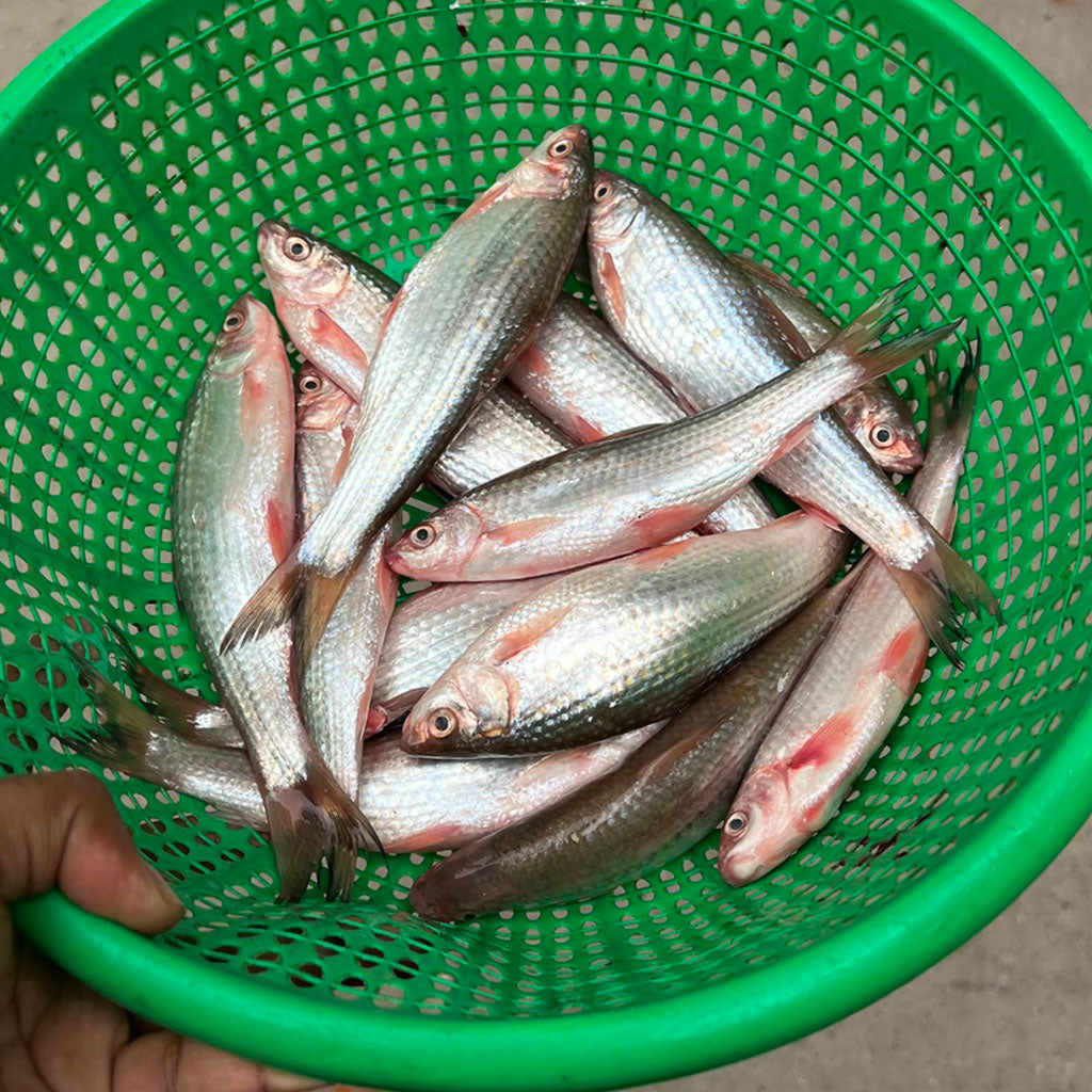নদীর টাটকিনি / লাচো মাছ হাফ কেজি