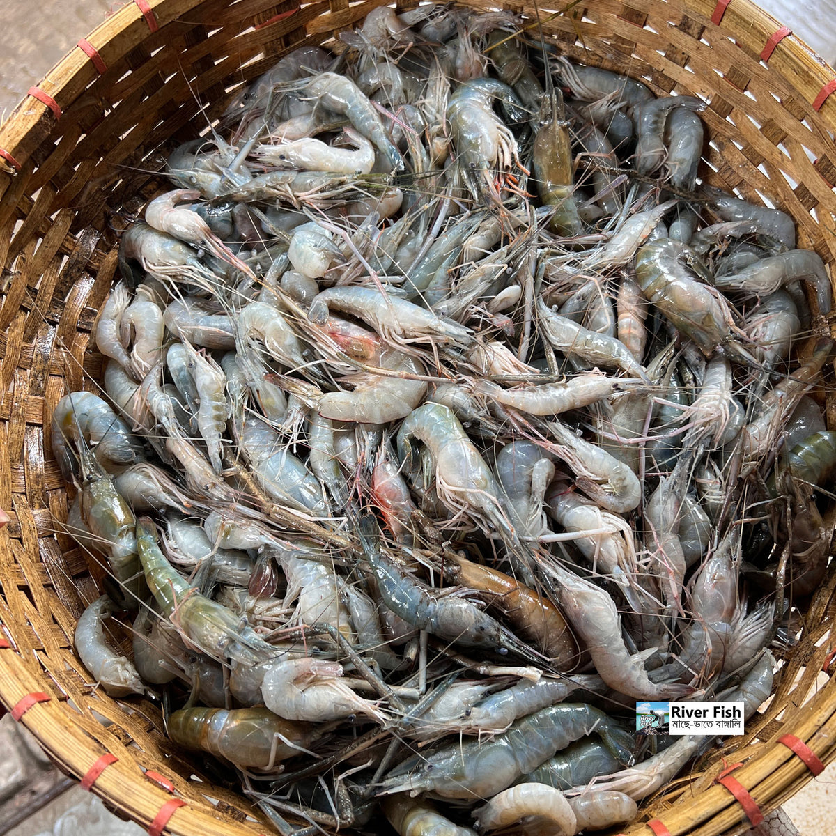 বরিশালের কাঠালি চিংড়ি - River Fish