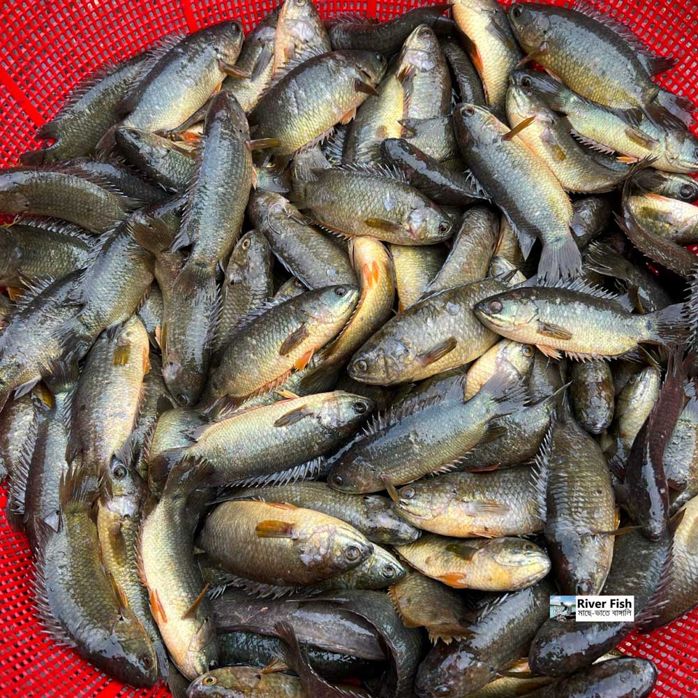 বিলের দেশি কই ছোট সাইজ (কেজিতে ২৫-৩০পিস)