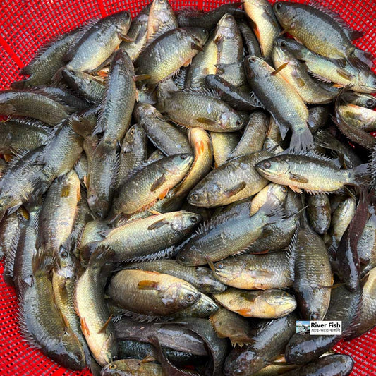 হাওড়ের দেশি কই (৩০ থেকে ৩৫ পিসে কেজি) হাফ কেজি