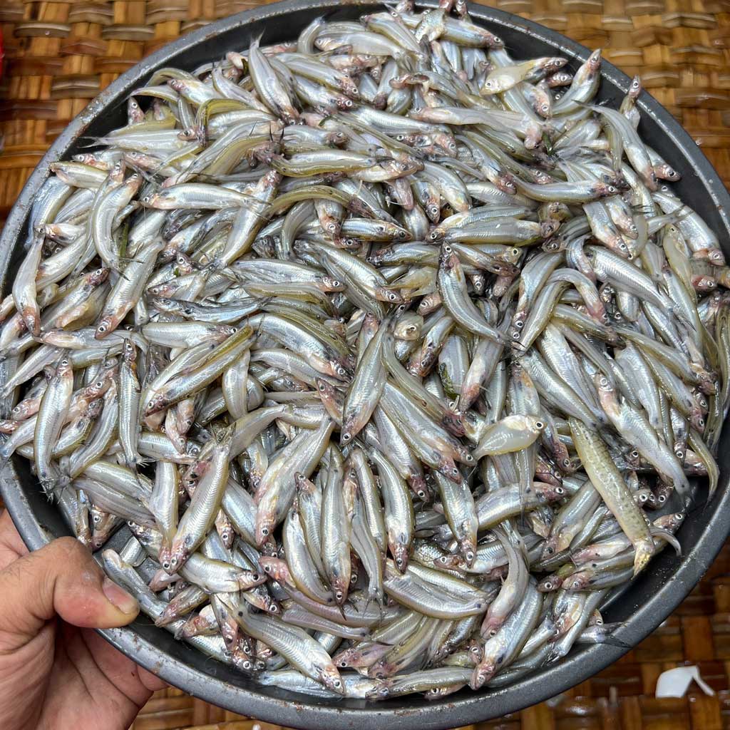 কিশোরগঞ্জের ধনু নদীর বাতাসি মাছ