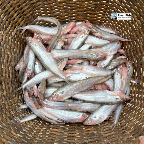 হাওরের মধু পাবদা মাছ (ন্যচারাল) - River Fish