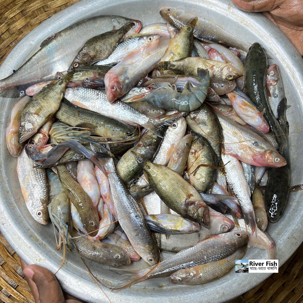 বিলের পাঁচমিশালি মাছ