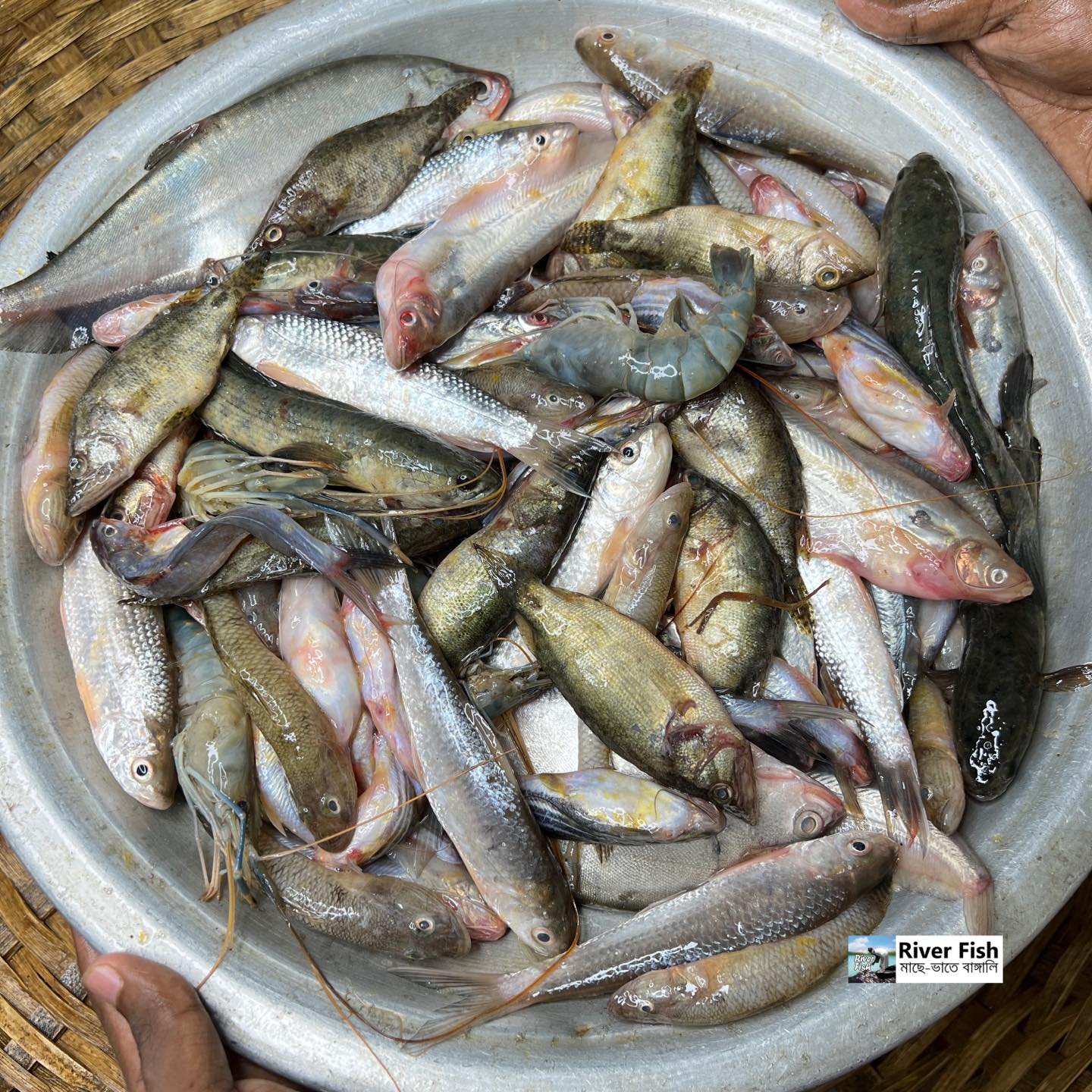 বিলের পাঁচমিশালি মাছ