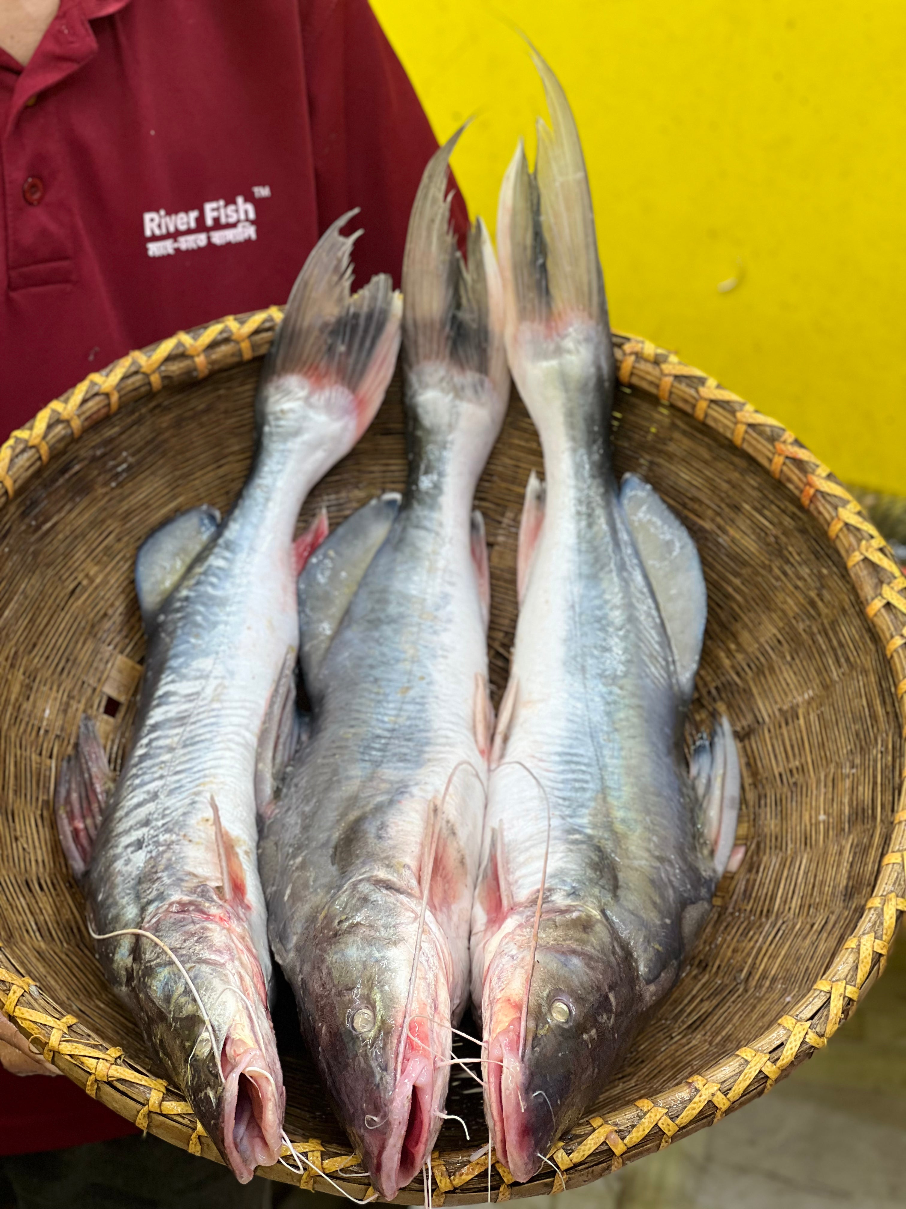 কিশোরগঞ্জের ধনু নদীর আইড়- ১ থেকে দের কেজি সাইজ পারকেজি ১৫৫০/-