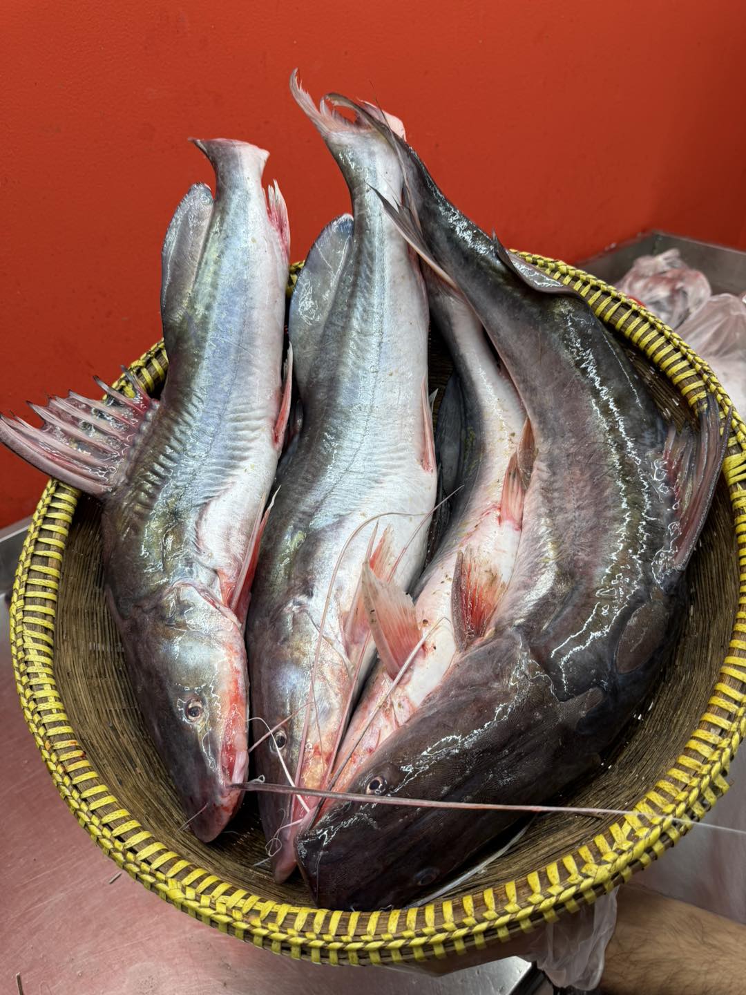 কিশোরগঞ্জের ধনু নদীর আইড়- ১ থেকে দের কেজি সাইজ পারকেজি ১৫৫০/-