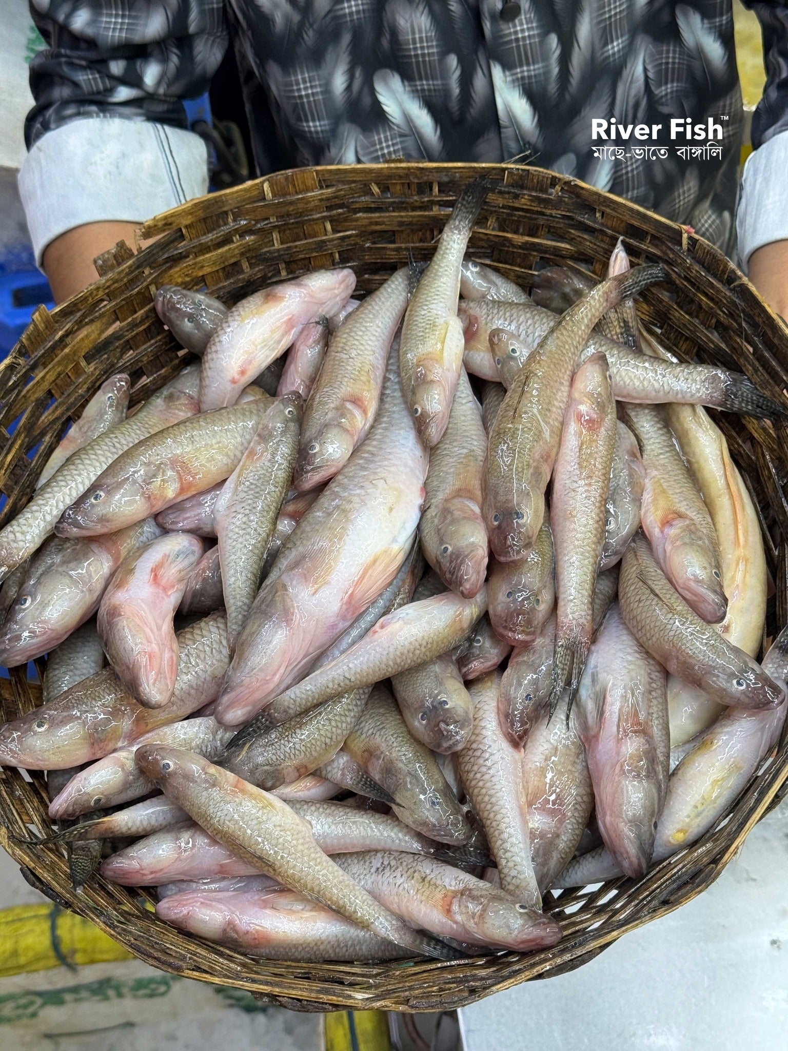 নদীর বেলে রেগুলার সাইজ