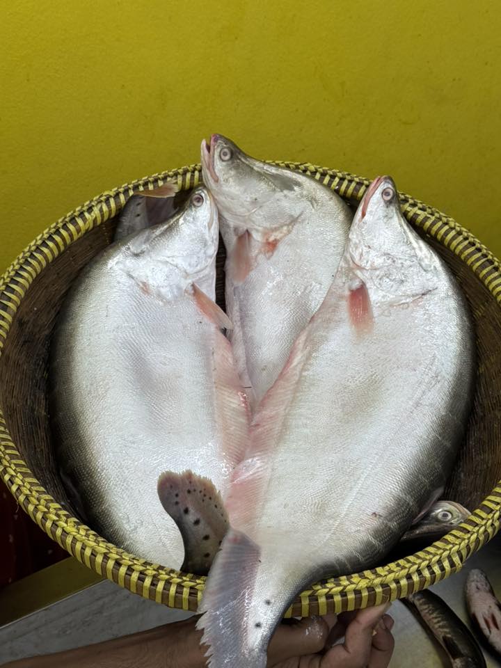 নদীর চিতল মাছ ৩ থেকে সারে ৩ কেজি সাইজ পারকেজি 1040/-